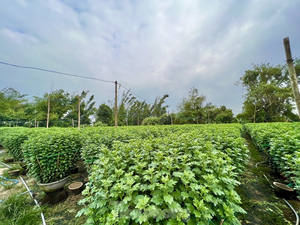 Hàng trăm nghìn chậu hoa cúc Tết ở Quảng Ngãi chưa nở đã được mua sạch tại vườn - Ảnh 9.