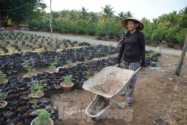 Làng hoa kiểng TPHCM tất bật chuẩn bị vụ Tết - Ảnh 12.