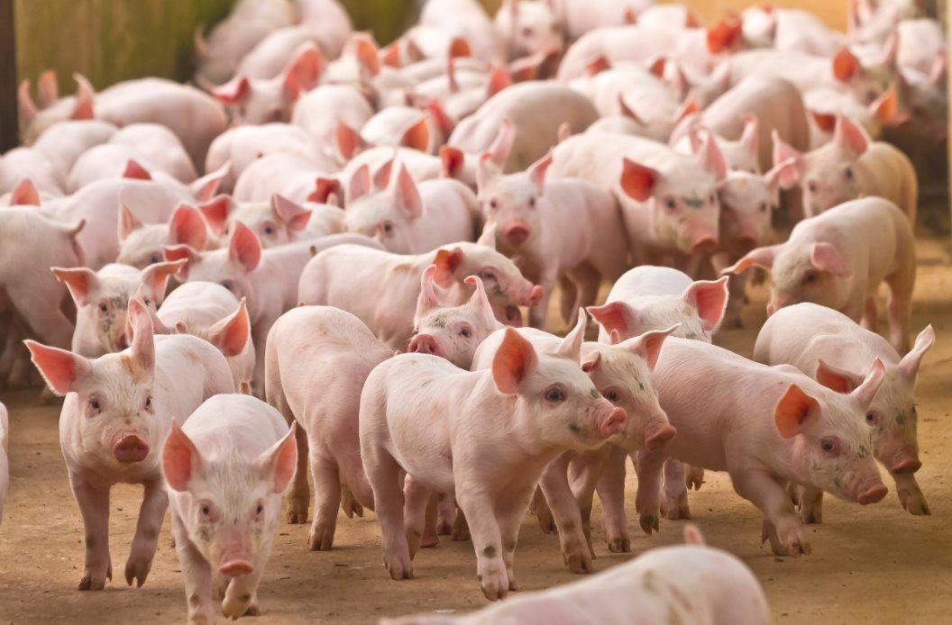 VinaCapital: Trung Quốc nới lỏng “Zero Covid” gây áp lực lên giá thịt lợn Việt Nam - Ảnh 1.