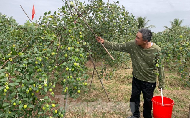 Người dân Đồ Sơn 'trúng đậm' đặc sản táo muối dịp Tết - Ảnh 5.