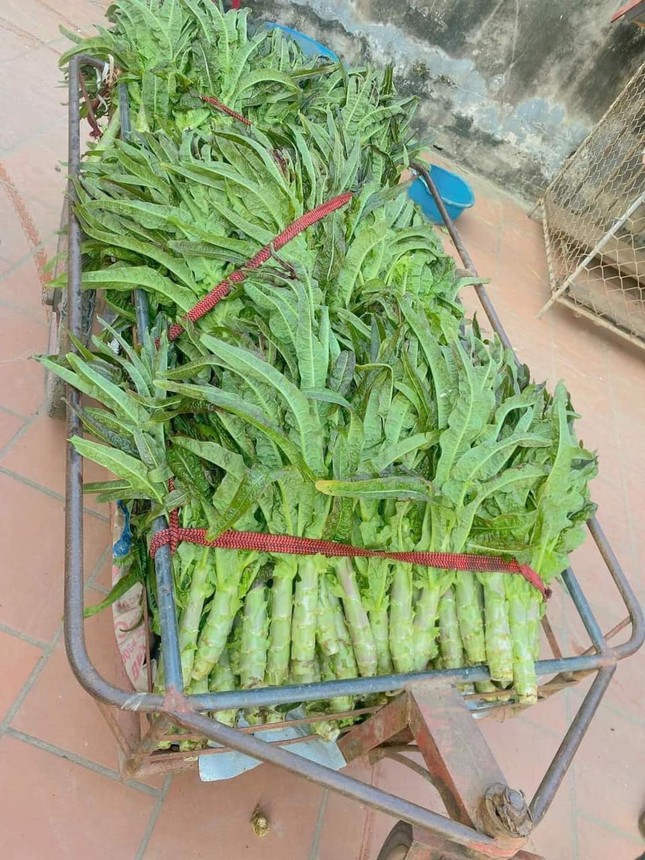Rầm rộ tìm mua rau 'tiến vua' gần nửa triệu đồng/kg ăn Tết - Ảnh 4.