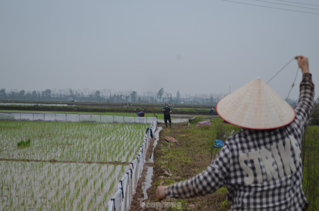 Đầu năm, nông dân ngoại thành Hà Nội cấy thuê kiếm tiền triệu - Ảnh 2.