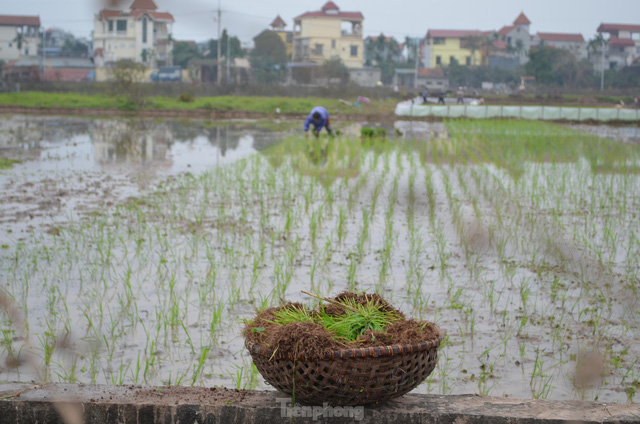 Đầu năm, nông dân ngoại thành Hà Nội cấy thuê kiếm tiền triệu - Ảnh 3.