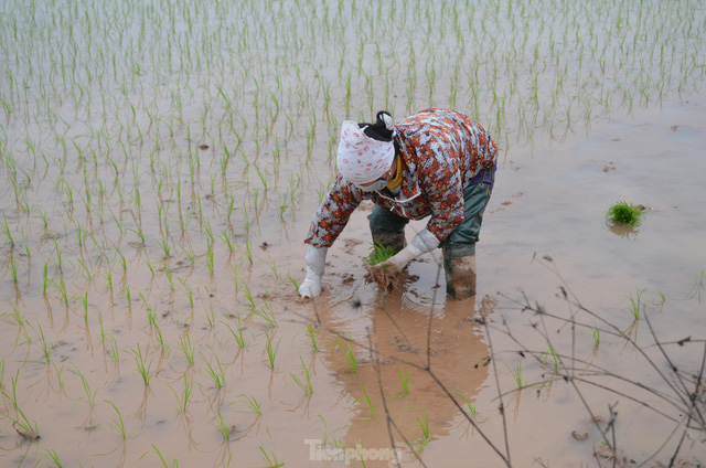 Đầu năm, nông dân ngoại thành Hà Nội cấy thuê kiếm tiền triệu - Ảnh 4.