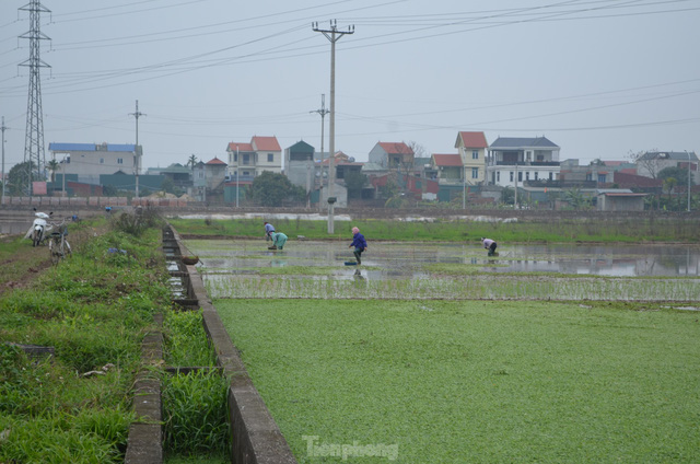 Đầu năm, nông dân ngoại thành Hà Nội cấy thuê kiếm tiền triệu - Ảnh 6.