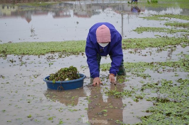 Đầu năm, nông dân ngoại thành Hà Nội cấy thuê kiếm tiền triệu - Ảnh 7.