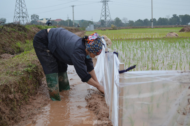 Đầu năm, nông dân ngoại thành Hà Nội cấy thuê kiếm tiền triệu - Ảnh 8.