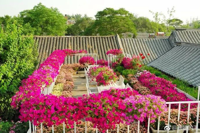 Cô gái trẻ cải tạo đất, mua giống hoa, biến sân nhà thành khu vườn đẹp lung linh với tổng chi phí 1,3 tỷ đồng  - Ảnh 22.