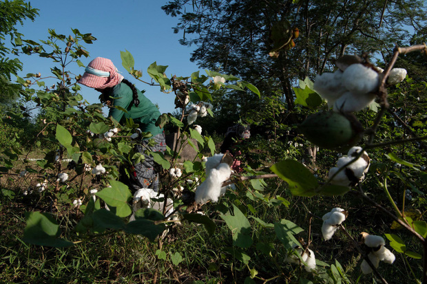  Sự thật đằng sau cái gọi là cotton hữu cơ: Xanh hơn và đắt tiền hơn, nhưng hóa ra chỉ là một cú lừa - Ảnh 3.