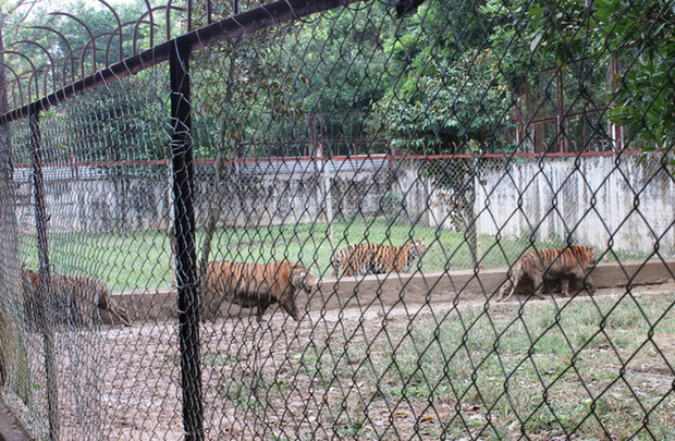  Đại gia Thanh Hóa nuôi dưỡng 11 con hổ dữ: Đến giờ thực sự mệt mỏi, kiệt quệ - Ảnh 1.
