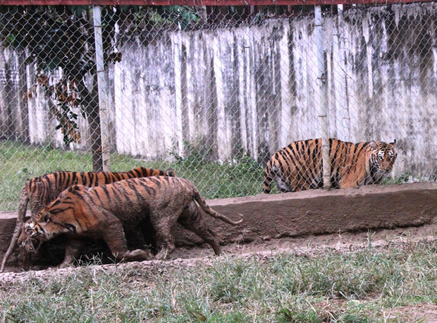  Đại gia Thanh Hóa nuôi dưỡng 11 con hổ dữ: Đến giờ thực sự mệt mỏi, kiệt quệ - Ảnh 3.