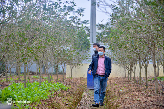 Ảnh: Đại gia Hà Thành xây cổng cao 4 mét, lắp 42 mắt thần bảo vệ vườn củi khô tiền tỷ  - Ảnh 8.