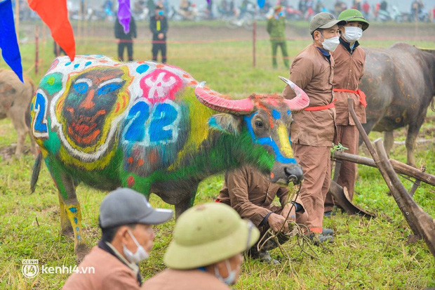 Ảnh: Độc đáo những chú trâu hoá hổ trong lễ Tịch điền năm Nhâm Dần 2022 - Ảnh 2.
