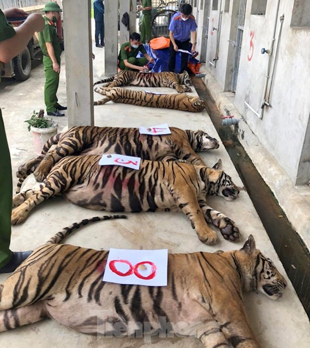 Vụ giải cứu 17 cá thể hổ ở Nghệ An: Một vườn thú ở Hà Nội nhận nuôi - Ảnh 2.