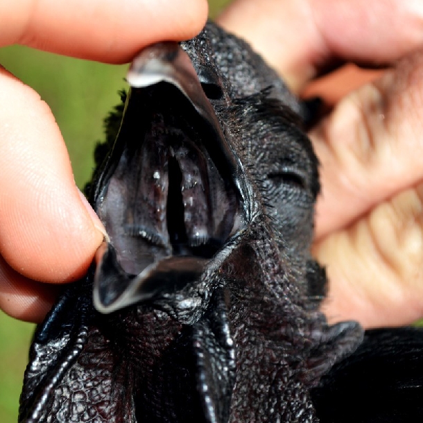 Con gà đen như nhúng nhựa đường này khiến nhiều người tranh cãi: Giá tới 45 triệu đồng/con - Ảnh 12.