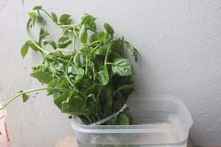 Just spray for 5 hours, spinach will grow 30cm straight away : Housewives immediately know 5 characteristics to avoid being swallowed by poison - Photo 3.