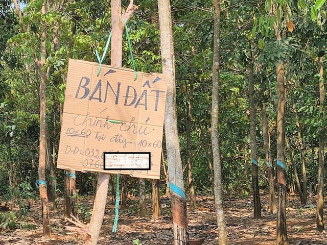   Binh Phuoc bans self-paving, dividing plots and plots after virtual land fever scandal - Photo 2.