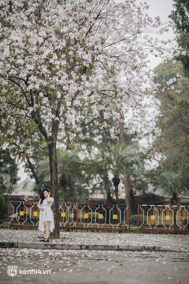 Even the rainy day in Hanoi could not stop the spirit of the people playing: People competed to dress up to take pictures of the new purple flower season - Photo 1.