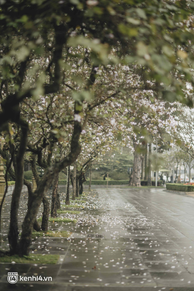 Hà Nội ngày mưa rơi cũng không ngăn nổi tinh thần dân chơi: Người người thi nhau lên đồ đi chụp mùa hoa ban tím mới - Ảnh 2.