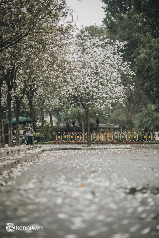 Even the rainy day in Hanoi can't stop the spirit of the people playing: People compete to dress up to take pictures of the new purple flower season - Photo 13.