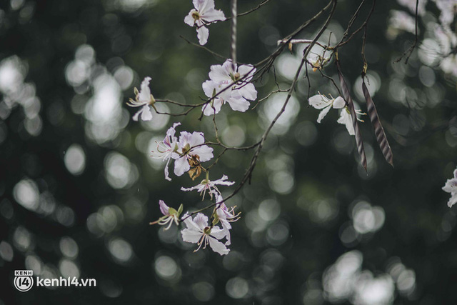 Even the rainy day in Hanoi can't stop the spirit of the people playing: People compete to dress up to take pictures of the new purple flower season - Photo 15.