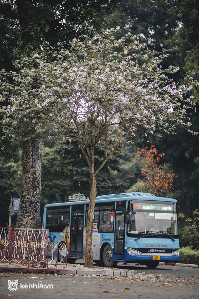 Even the rainy day in Hanoi can't stop the spirit of the people playing: People compete to dress up to take pictures of the new purple flower season - Photo 19.