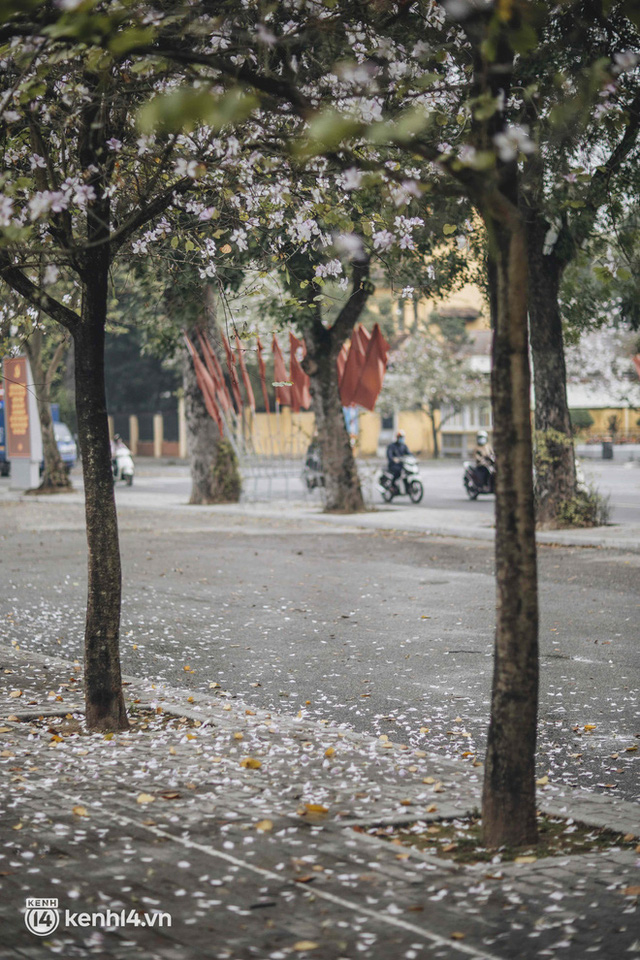 Even the rainy day in Hanoi can't stop the spirit of the people playing: People compete to dress up to take pictures of the new purple flower season - Photo 20.