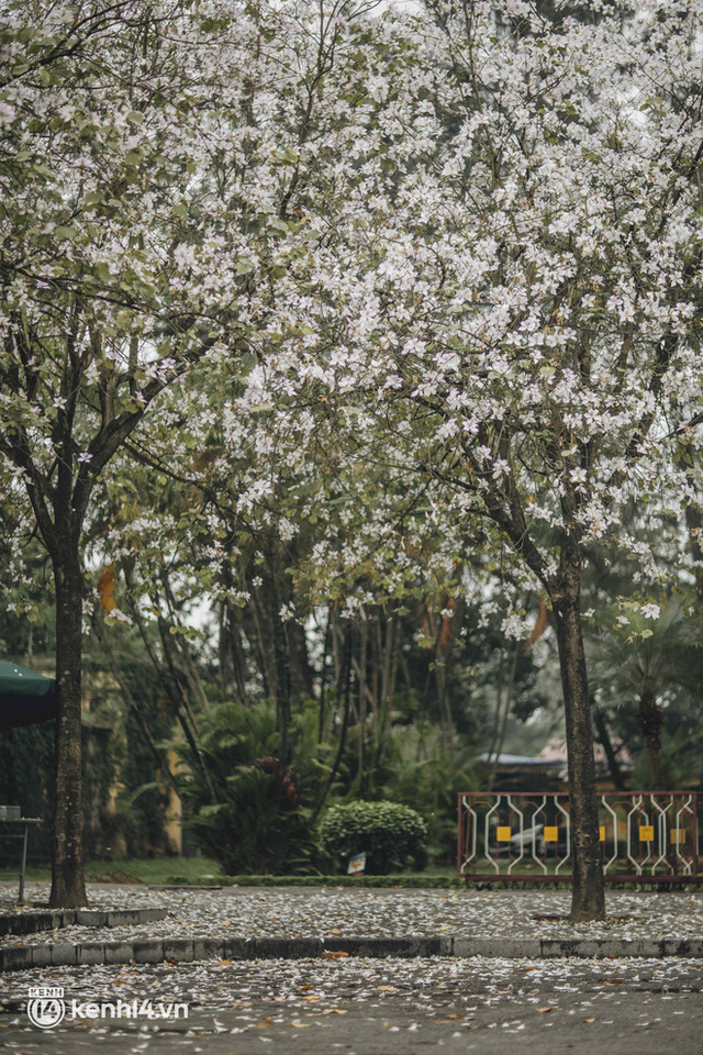 Even the rainy day in Hanoi can't stop the spirit of the people playing: People compete to dress up to take pictures of the new purple flower season - Photo 3.