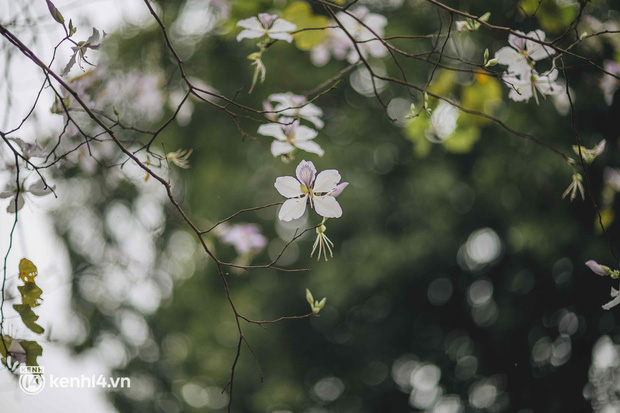 Hà Nội ngày mưa rơi cũng không ngăn nổi tinh thần dân chơi: Người người thi nhau lên đồ đi chụp mùa hoa ban tím mới - Ảnh 22.