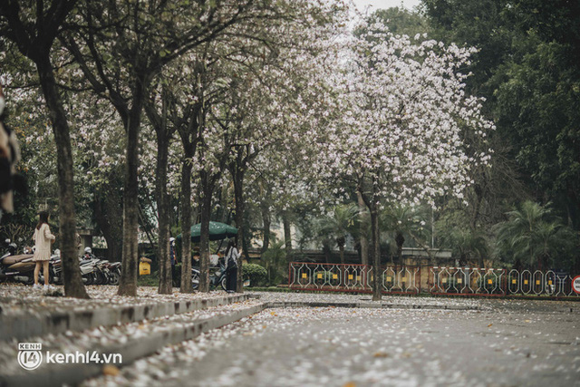 Even the rainy day in Hanoi could not stop the spirit of the people playing: People competed to dress up to take pictures of the new purple flower season - Photo 4.