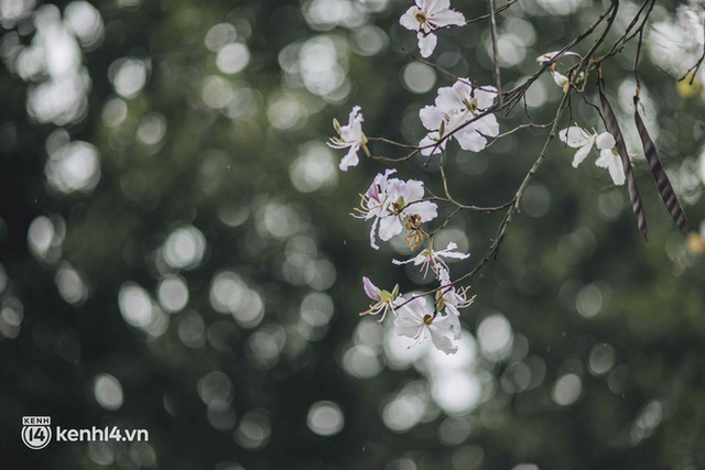 Even the rainy day in Hanoi could not stop the spirit of the people playing: People competed to dress up to take pictures of the new purple flower season - Photo 5.