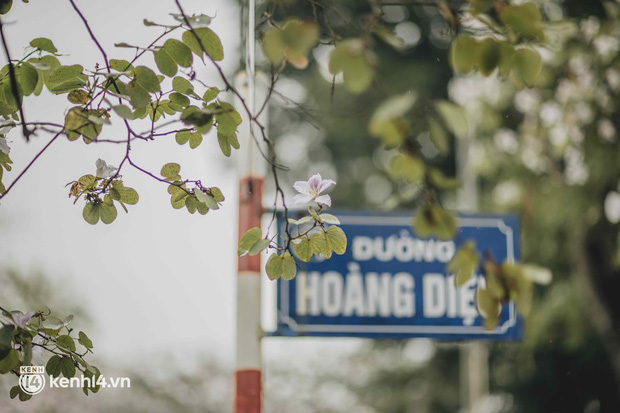 Even the rainy day in Hanoi can't stop the spirit of the people playing: People compete to dress up to take pictures of the new purple flower season - Photo 9.