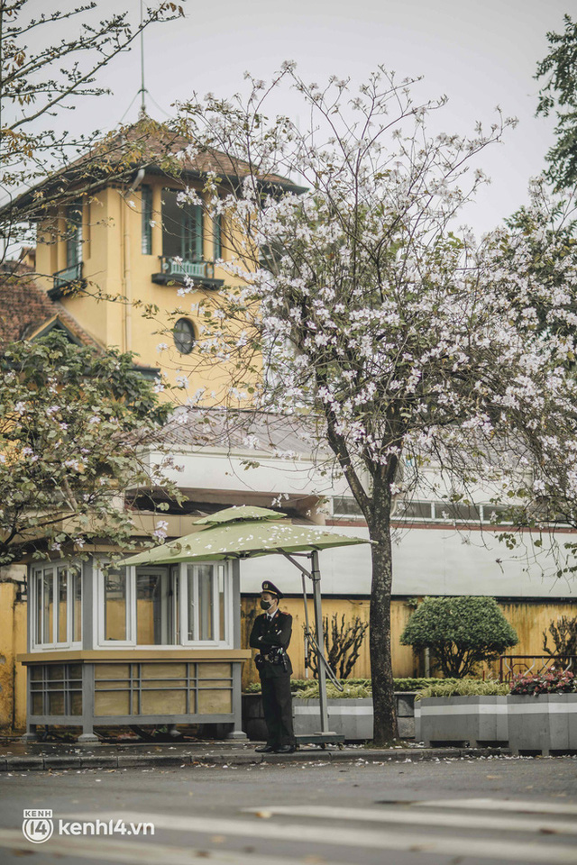 Even in Hanoi on rainy days, it can't stop the spirit of the people playing: People compete to dress up to take pictures of the new purple flower season - Photo 11.