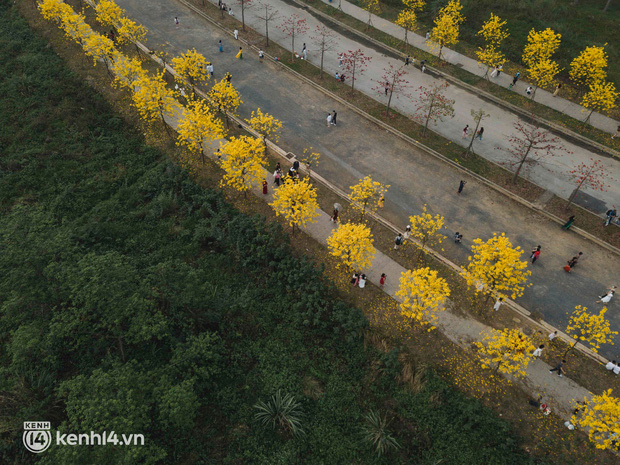 Con đường hoa vàng ở Hà Nội mới nổi 2 ngày đã đông nghịt người kéo đến check-in, có cả ekip “sống ảo” hùng hậu - Ảnh 12.