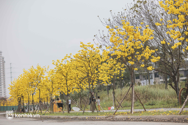 Con đường hoa vàng ở Hà Nội mới nổi 2 ngày đã đông nghịt người kéo đến check-in, có cả ekip “sống ảo” hùng hậu - Ảnh 13.