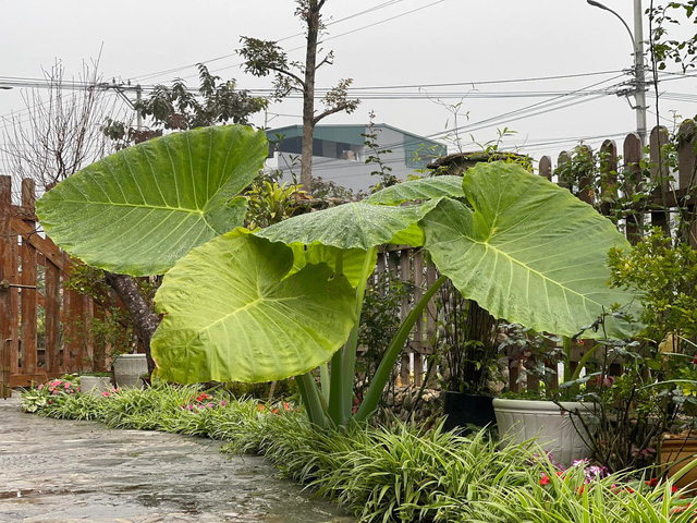  Nhà vườn trong phố của gia đình cô giáo ở Hà Giang: Dồn tâm huyết cho mảnh vườn, cùng chồng và các con sống gần gũi với thiên nhiên  - Ảnh 13.