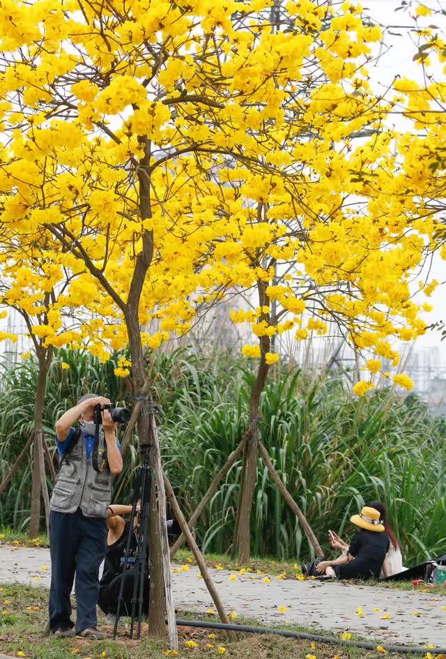 Người dân Hà Nội nô nức đi chụp ảnh con đường hoa Chuông vàng - Ảnh 6.