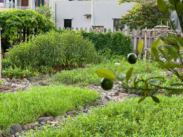  Nhà vườn trong phố của gia đình cô giáo ở Hà Giang: Dồn tâm huyết cho mảnh vườn, cùng chồng và các con sống gần gũi với thiên nhiên  - Ảnh 6.