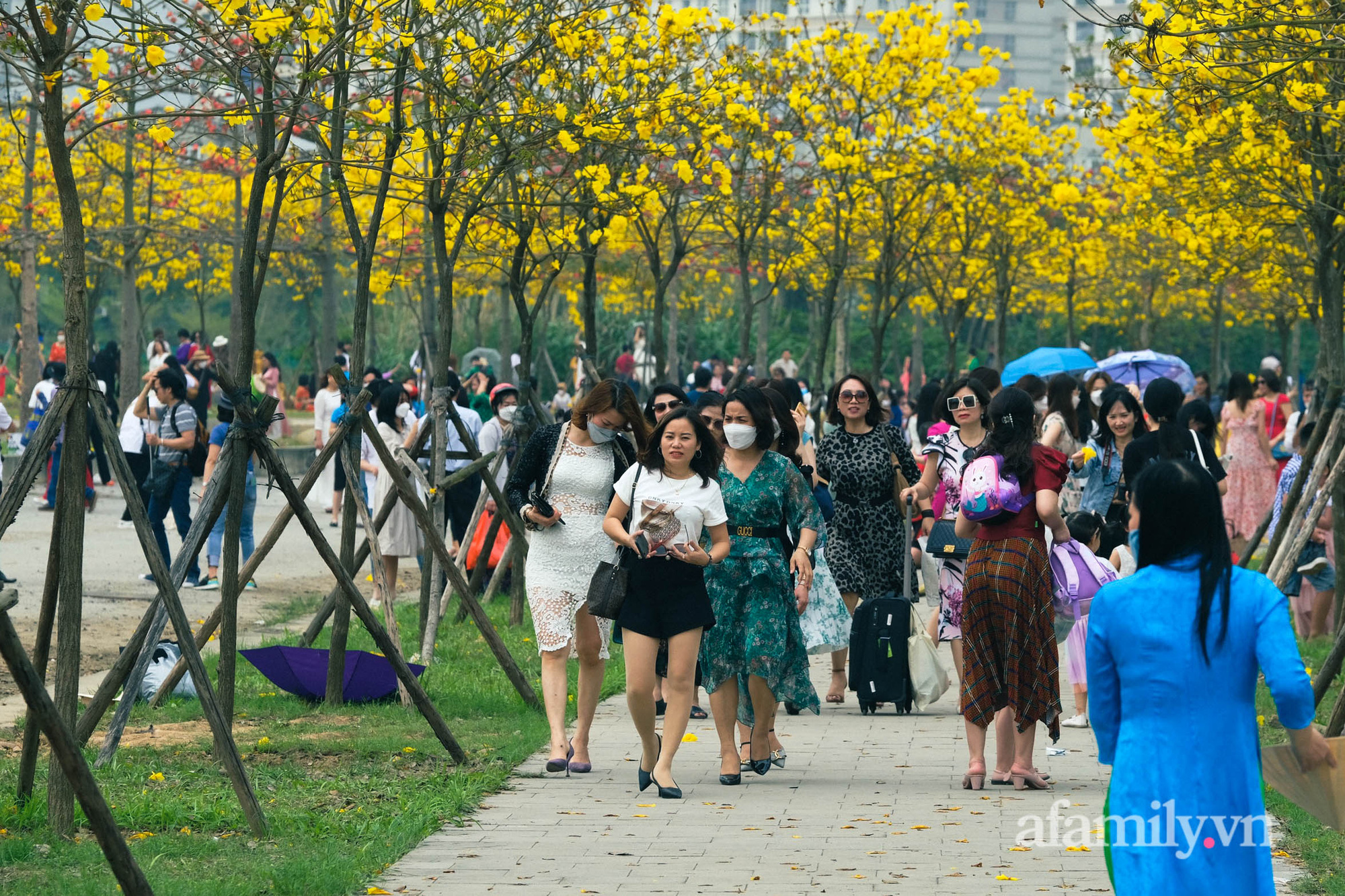 Hà Nội: Hàng nghìn người đổ xô đi chụp ảnh ở đường hoa phong linh, chỗ để  xe 