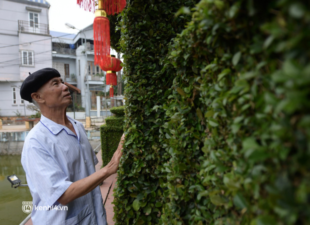 Ảnh: Ngắm hàng rào cây xanh 30 năm tuổi độc nhất vô nhị ở Hà Nội - Ảnh 11.