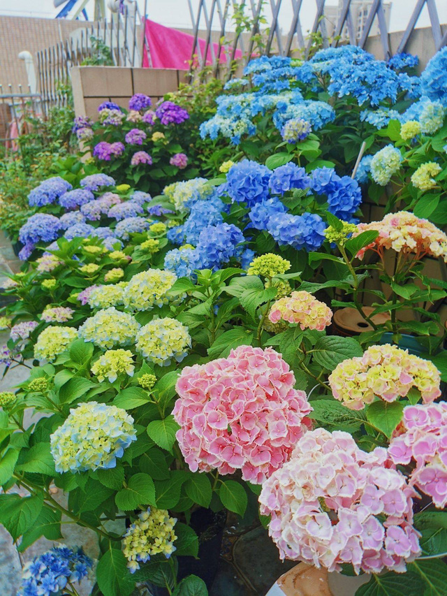 Tận dụng sân thượng làm vườn hoa để thỏa mãn đam mê, người mẹ trẻ lại nhận được lời hỏi mua hoa nhiều đến không ngờ - Ảnh 13.