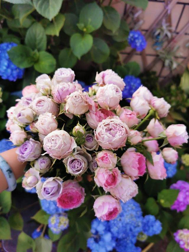 Tận dụng sân thượng làm vườn hoa để thỏa mãn đam mê, người mẹ trẻ lại nhận được lời hỏi mua hoa nhiều đến không ngờ - Ảnh 23.
