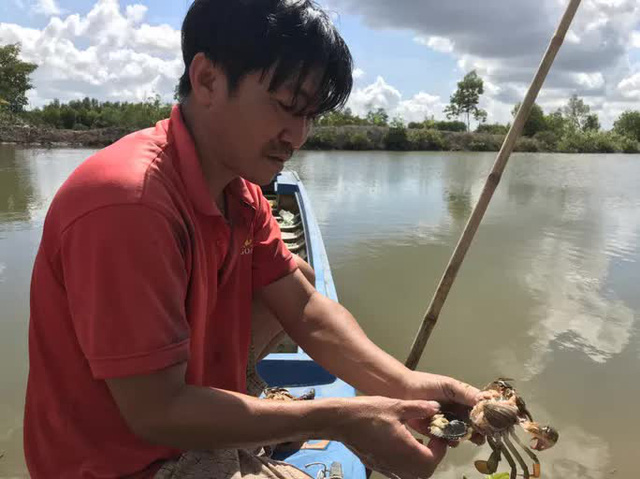 The cause of the sudden death of Ca Mau sea crabs has been found - Photo 1.