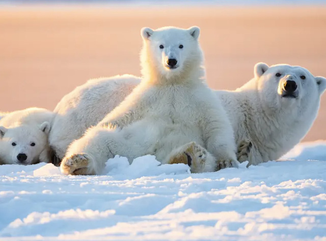   Why are there polar bears but no polar bears?  - Photo 4.