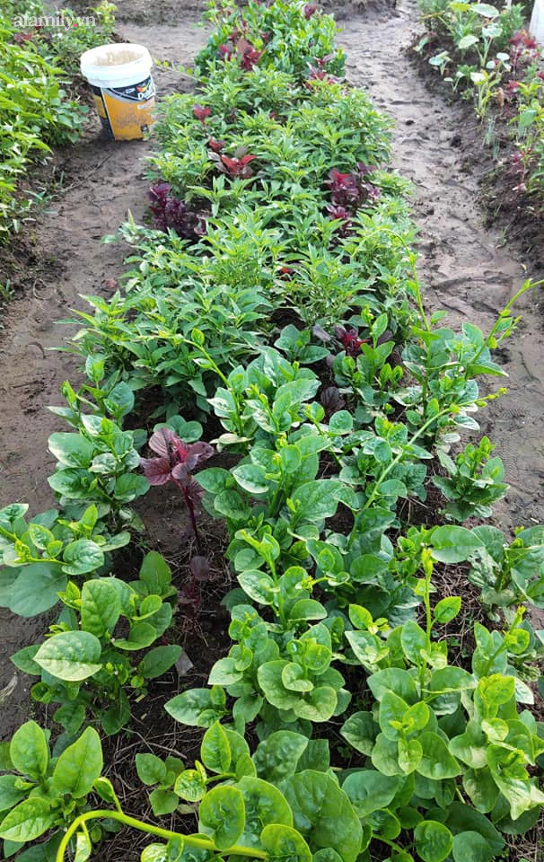 Bà mẹ 3 con ở Hà Đông tự trồng 12 luống rau sạch dưới sân chung cư, tính ra mỗi tháng tiết kiệm được gần 2 triệu đồng tiền đi chợ - Ảnh 2.