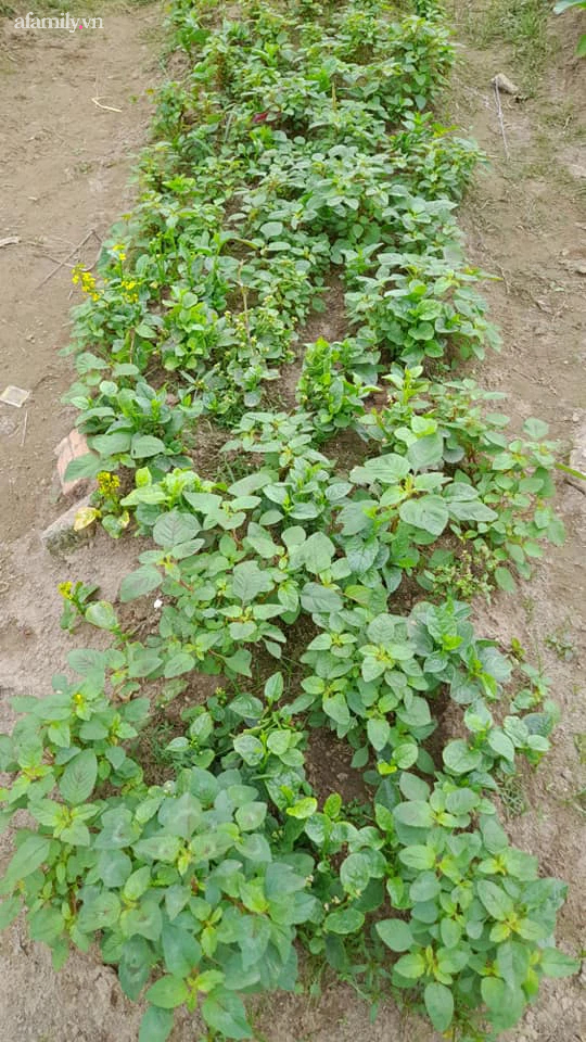 Bà mẹ 3 con ở Hà Đông tự trồng 12 luống rau sạch dưới sân chung cư, tính ra mỗi tháng tiết kiệm được gần 2 triệu đồng tiền đi chợ - Ảnh 10.