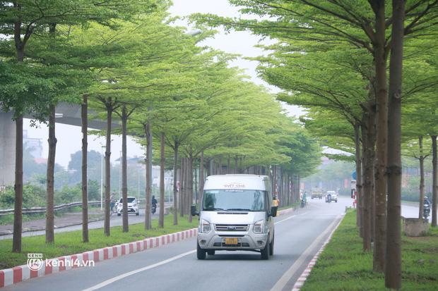 Hà Nội: Bất chấp nguy hiểm, nhiều người ra giữa đường chụp ảnh với hàng cây bàng lá nhỏ - Ảnh 14.