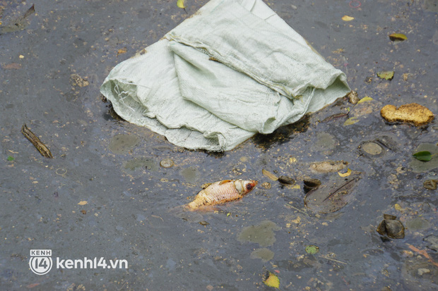   Dead fish mixed with garbage floating on Nhieu Loc - Thi Nghe canal in Ho Chi Minh City - Photo 11.
