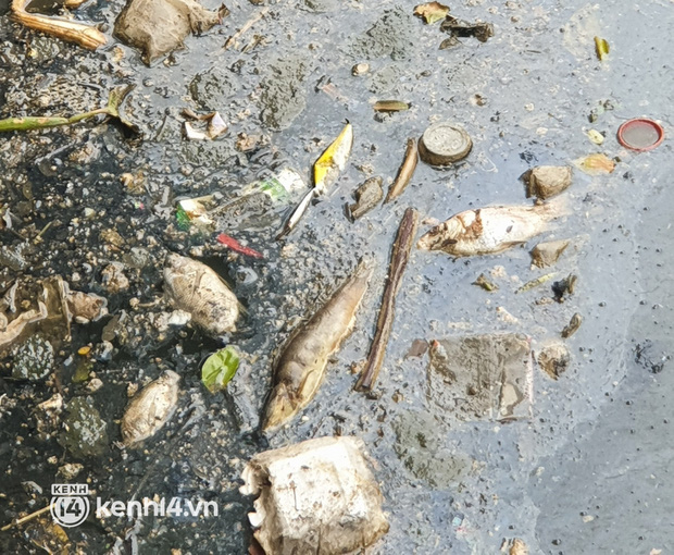   Dead fish mixed with garbage floating on Nhieu Loc - Thi Nghe canal in Ho Chi Minh City - Photo 13.