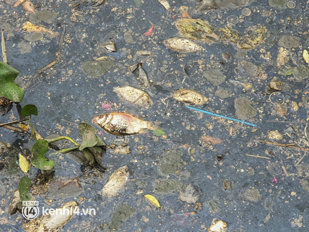   Dead fish mixed with garbage floating on Nhieu Loc - Thi Nghe canal in Ho Chi Minh City - Photo 15.